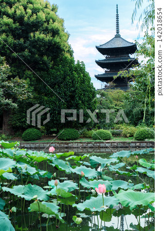 東寺五層塔映襯下盛開的粉紅蓮花 142018654