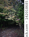 (Vertical composition) Curiosity about the path beyond, covered by the colorful leaves of the Japanese laurel tree, a stroll through the forest. 142018685