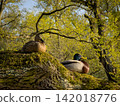 Ducks Resting On Tree with Pond at Background , Spring Nature 142018776