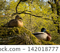 Ducks Resting On Tree with Pond at Background , Spring Nature 142018777