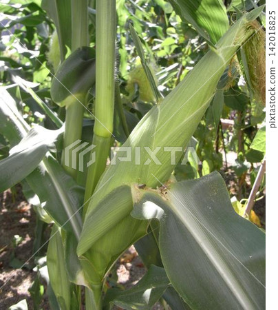 Corn at home garden Corn at home garden 142018825
