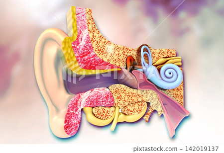 Cross-section of the human ear Cross-section of the human ear 142019137