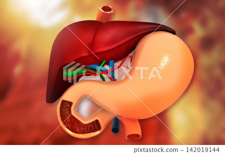 Close up view of human digestive system. Liver stomach and pancreas Close up view of human digestive system. Liver stomach and pancreas 142019144