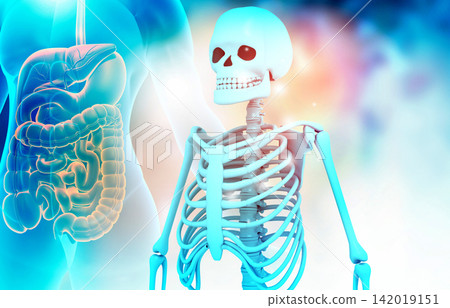 Human skeleton on medical background Human skeleton on medical background 142019151
