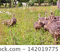 Ostriches in a Grassy Field with Wildflowers. 142019775