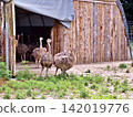 Baby Ostriches Exiting Old Wooden Farm Shed. 142019776