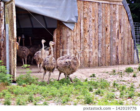 Baby Ostriches Exiting Old Wooden Farm Shed. 142019776