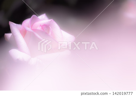 A lovely rose enveloped in a pale pink foreground blur. A lovely rose enveloped in a pale pink foreground blur. 142019777