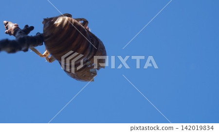 A cicada's exoskeleton perched on a tree, shining brightly against the summer blue sky. A cicada's exoskeleton perched on a tree, shining brightly against the summer blue sky. 142019834
