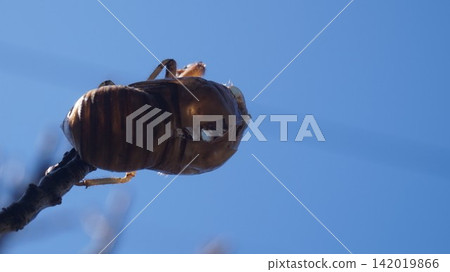 蟬的外骨骼與夏日天空的對比。 蟬的外骨骼與夏日天空的對比。 142019866