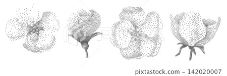 Botanical Floral Elements with Pointillism Texture Botanical Floral Elements with Pointillism Texture 142020007