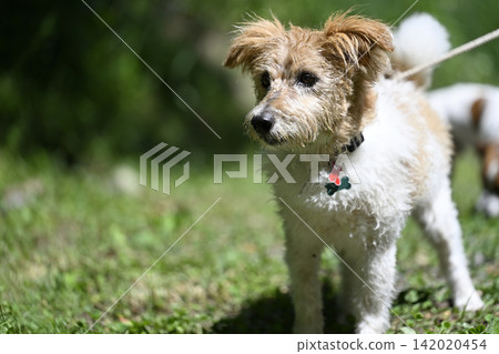 遛老年犬:傑克羅素梗(粗毛) 遛老年犬:傑克羅素梗(粗毛) 142020454