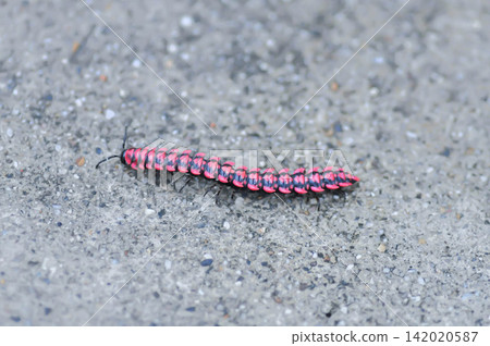 Flat backed millipede or Polydesmida or Paradoxosomatidae or Orthomorpha or Orthomorpha parasericata or Antheromorpha uncinata or Flat-backed millipede or red Millipede Flat backed millipede or Polydesmida or Paradoxosomatidae or Orthomorpha or Orthomorpha parasericata or Antheromorpha uncinata or Flat-backed millipede or red Millipede 142020587