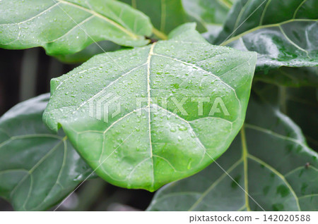 Ficus lyrata Warb or fiddle fig , Ficus lyrata or Ficus and rain drop or rain droplet 142020588