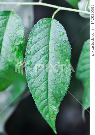 wind himalayan cherry or prunus cerasoides or sakura leaf and rain droplet or dew drop on the leaf or wind himalayan cherry tree wind himalayan cherry or prunus cerasoides or sakura leaf and rain droplet or dew drop on the leaf or wind himalayan cherry tree 142020595