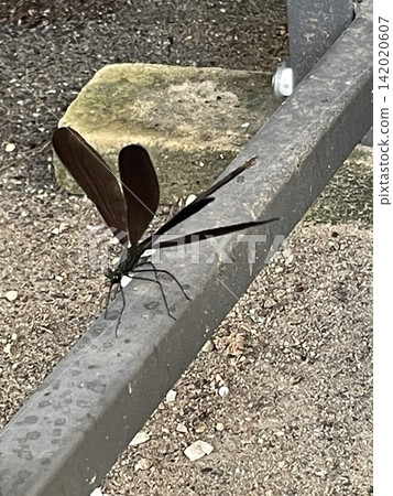Black dragonfly Black dragonfly 142020607