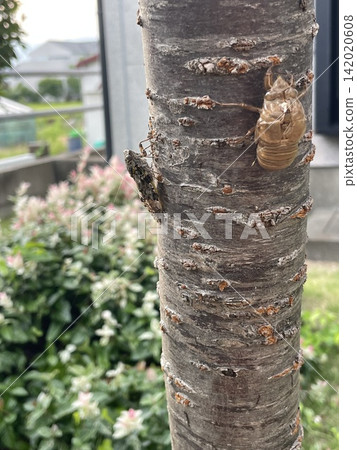 Abra Zemi stopping in a tree 142020608