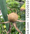 Close-up of dried morning glory seeds and calyx. 142020610