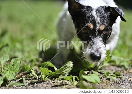 Walking my dog - Jack Russell Terrier (broken coat) Walking my dog - Jack Russell Terrier (broken coat) 142020613