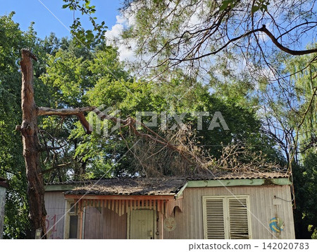 Broken tree branch resting on the roof of an old wooden house after storm damage in a quiet rural neighborhood 142020783