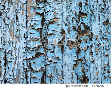 Peeling blue paint on the weathered wooden wall of an old village house showing aged texture and rustic architecture detail Peeling blue paint on the weathered wooden wall of an old village house showing aged texture and rustic architecture detail 142020798