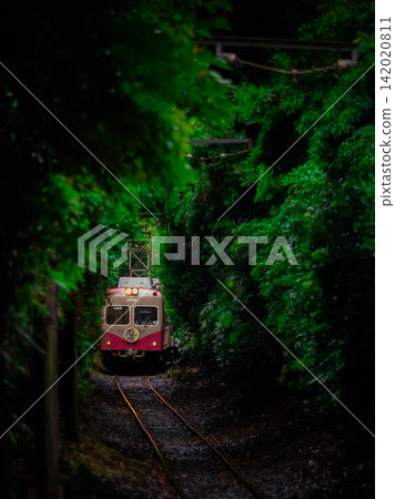 一列銚子電氣鐵路的列車穿過綠樹成蔭的隧道。 142020811