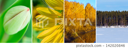Conceptual Four Seasons Trees and Flowers Nature Collage Conceptual Four Seasons Trees and Flowers Nature Collage 142020846