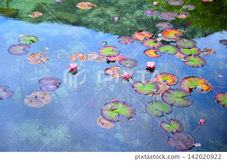 Monet's Pond with water lily leaves floating on it 142020922