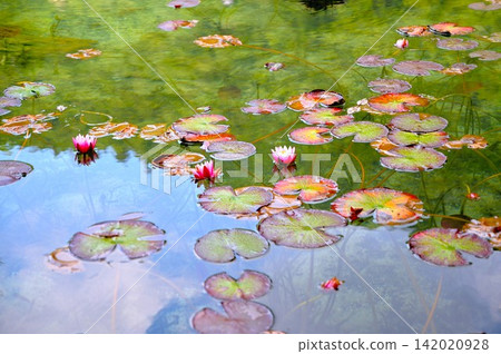 Carp swimming in Monet's pond 142020928