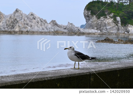 Jodogahama的海貓 142020930