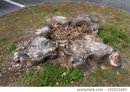 A large decaying tree stump remains in the grassland. 142021043