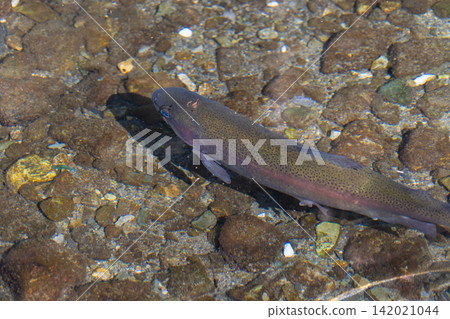 Large freshwater fish swimming in clear, shallow waters Large freshwater fish swimming in clear, shallow waters 142021044