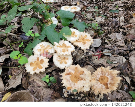 Cluster of Wild Mushrooms Growing Among Fallen Leaves in Forest Cluster of Wild Mushrooms Growing Among Fallen Leaves in Forest 142021248