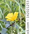 黃花 142021253