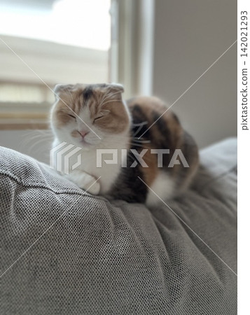 A cat of a nap A cat of a nap 142021293