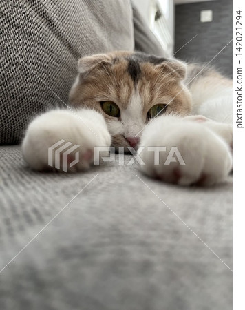 A cat to take a nap A cat to take a nap 142021294