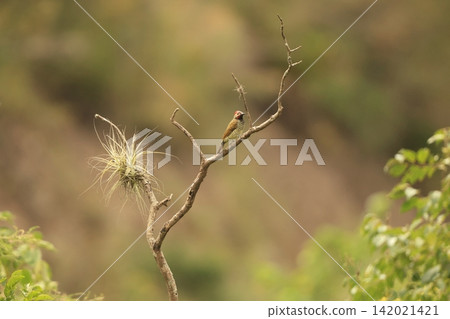 黑喉啄木鳥 黑喉啄木鳥 142021421