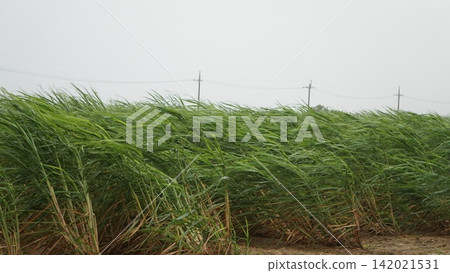 Sugarcane swaying violently under a storm warning. Sugarcane swaying violently under a storm warning. 142021531