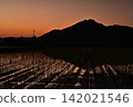 Sunrise reflected in rice paddies 142021546