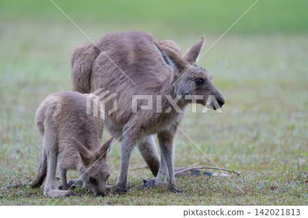 Kangaroo parent and child Kangaroo parent and child 142021813