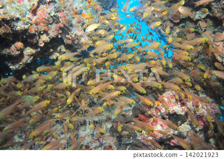 Underwater photo of a flock of golden-spotted fish on a coral reef Underwater photo of a flock of golden-spotted fish on a coral reef 142021923