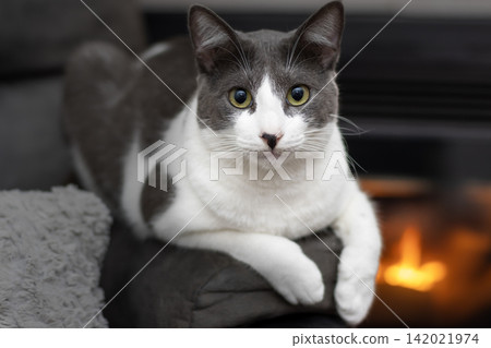 Adorable gray and white cat relaxing indoors beside a warm fireplace, ideal for pet care, home comfort, cozy lifestyle, winter, and animal advertising. Adorable gray and white cat relaxing indoors beside a warm fireplace, ideal for pet care, home comfort, cozy lifestyle, winter, and animal advertising. 142021974