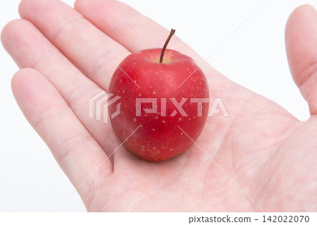 An Alpine Maiden apple in the palm of my hand An Alpine Maiden apple in the palm of my hand 142022070