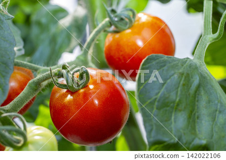 Image of harvesting and shipping vibrant midi tomatoes grown in a greenhouse. Image of harvesting and shipping vibrant midi tomatoes grown in a greenhouse. 142022106