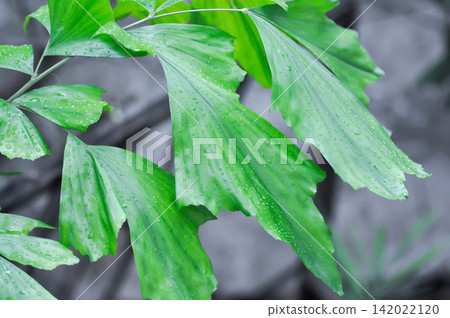 Caryota urens, Palmae or ARECACEAE or Caryota mitis Lour or Fishtail Palm or Wart Fishtail Palm and rain droplet or dew drop Caryota urens, Palmae or ARECACEAE or Caryota mitis Lour or Fishtail Palm or Wart Fishtail Palm and rain droplet or dew drop 142022120