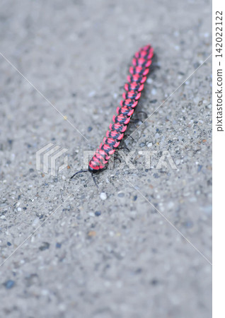 Flat backed millipede or Polydesmida or Paradoxosomatidae or Orthomorpha or Orthomorpha parasericata or Antheromorpha uncinata or Flat-backed millipede or red Millipede Flat backed millipede or Polydesmida or Paradoxosomatidae or Orthomorpha or Orthomorpha parasericata or Antheromorpha uncinata or Flat-backed millipede or red Millipede 142022122
