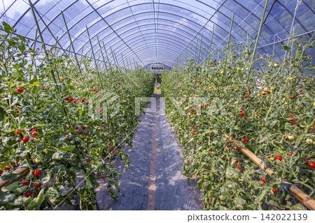 Image of harvesting and shipping vibrant midi tomatoes grown in a greenhouse. Image of harvesting and shipping vibrant midi tomatoes grown in a greenhouse. 142022139