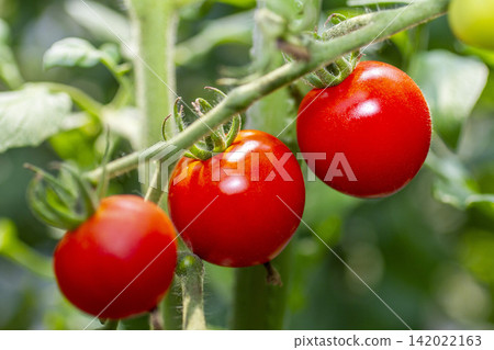 Image of harvesting and shipping vibrant midi tomatoes grown in a greenhouse. Image of harvesting and shipping vibrant midi tomatoes grown in a greenhouse. 142022163