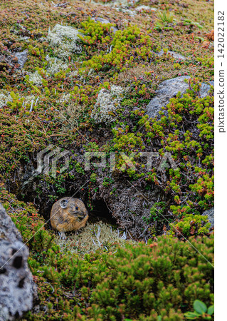 An adorable moment of a rare Hokkaido pika unexpectedly appearing in the scree field of Kurodake, Hokkaido. An adorable moment of a rare Hokkaido pika unexpectedly appearing in the scree field of Kurodake, Hokkaido. 142022182