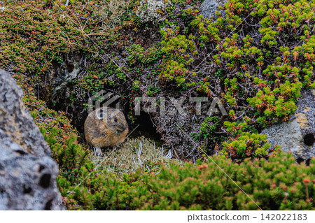 An adorable expression of an Ezo pika captured on Mount Kurodake in the Daisetsuzan mountain range, where rocky terrain and colorful alpine plants spread out. An adorable expression of an Ezo pika captured on Mount Kurodake in the Daisetsuzan mountain range, where rocky terrain and colorful alpine plants spread out. 142022183